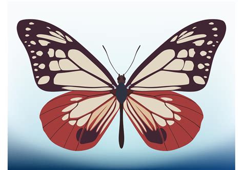 butterfly vector images